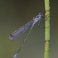 Emerald Damselfly 